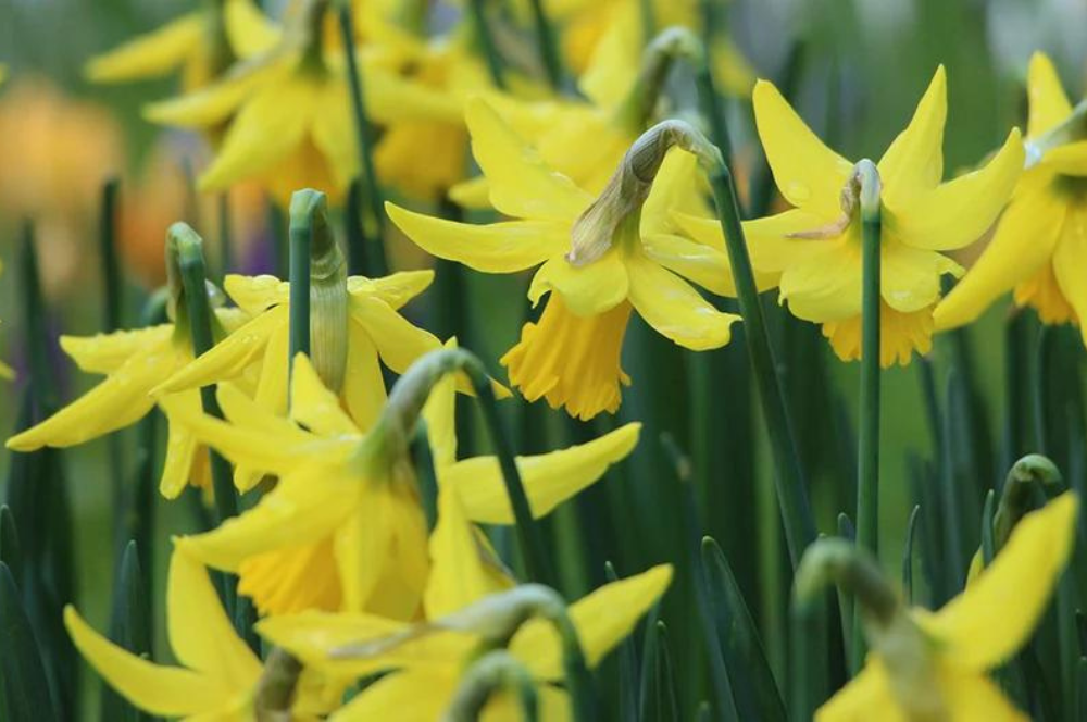 For The Love of Yellow and Green - 10 Beautiful Rooms
